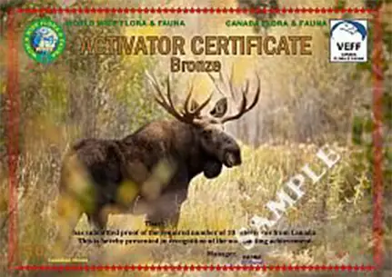 activator-10